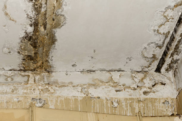 Best Mold Remediation for Rental Properties  in Powell, AL