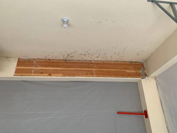 Professional Mold Removal in Powell, AL