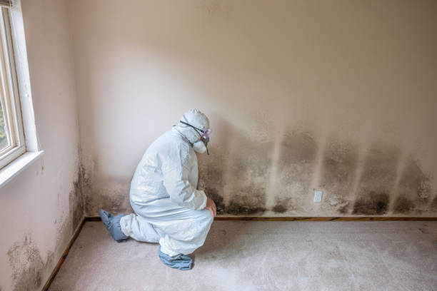 Best Crawl Space Mold Remediation  in Powell, AL